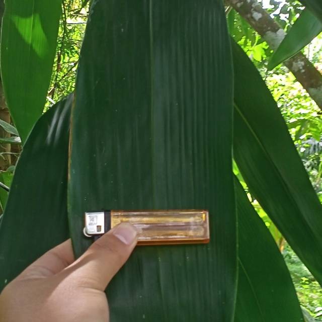 

Daum bambu jumbo segar per lembar/helai untuk bungkus bakcang bacang siap petik