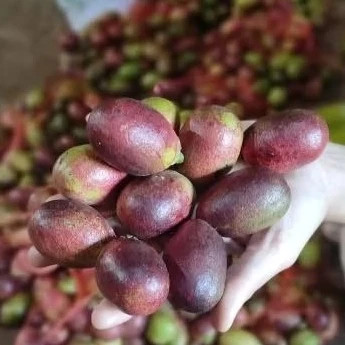 

Matoa Fresh 1kg Manis Daging Tebal