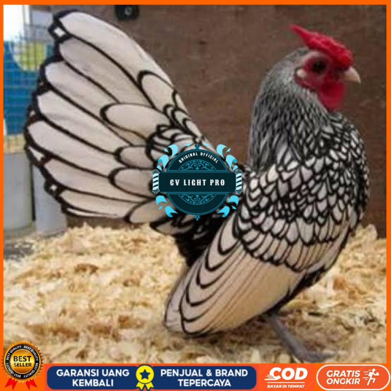 

TELUR FERTIL AYAM BATIK ITALY UNTUK DI TETASKAN CV LIGHT PRO