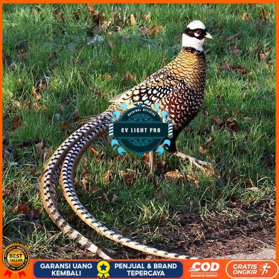 

Telur ayam hias ringneck reeves pheasant fertil untuk ditetaskan CV LIGHT PRO