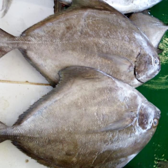 

Ikan Bawal Hitam 500gr