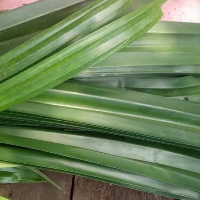 

Daun Pandan 1 ikat