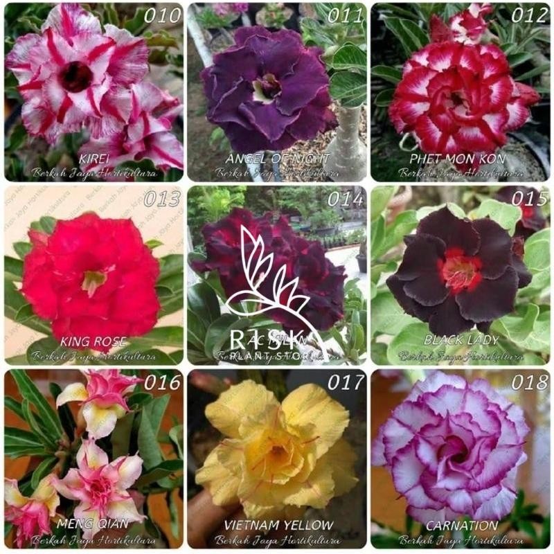 entres adenium tumpuk garansi subur dan tumbuh