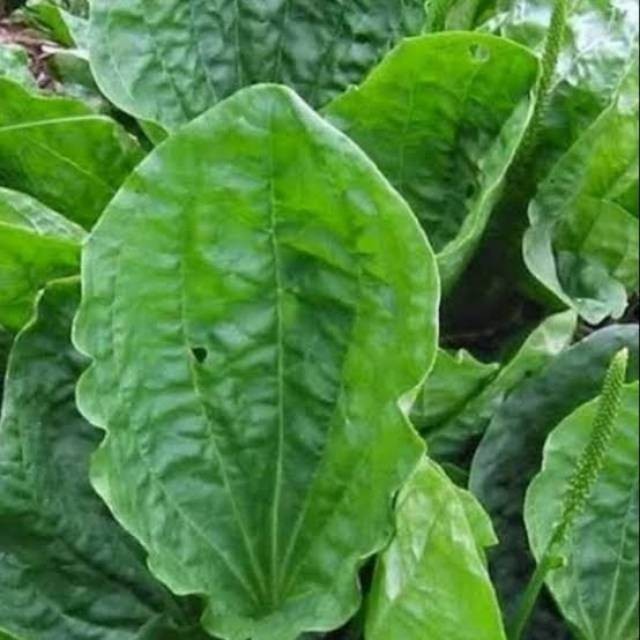 

Korehcok Jual Daun Ki Urat Frest 500Grm