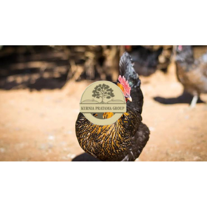TELUR FERTIL AYAM KUB AYAM MULTIGUNA INDUKAN TERSELEKSI UNTUK DI TETASKAN KURNIA PRATAMA GROUP