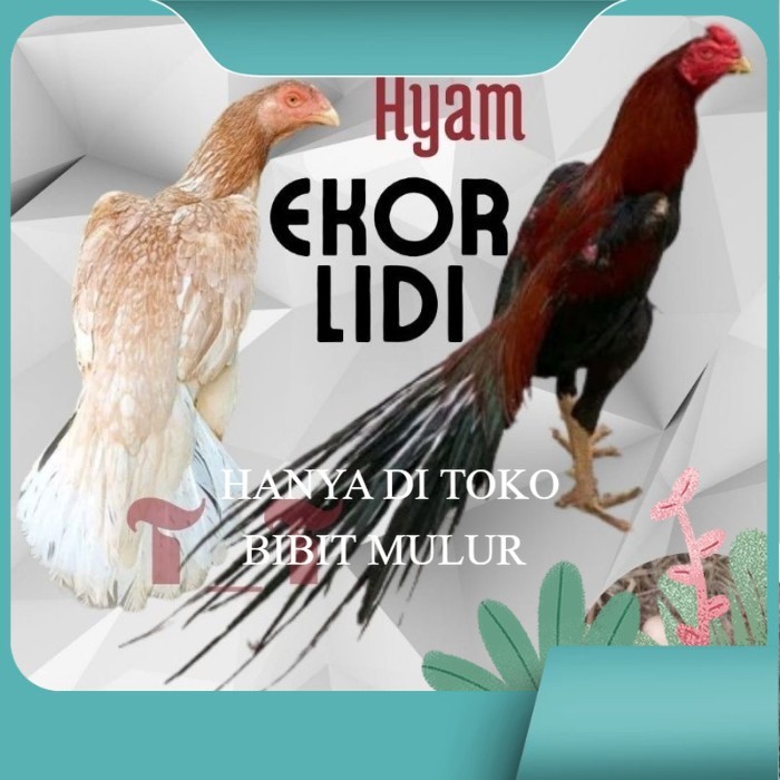 

telur ayam ekor lidi asli original bisa untuk di tetaskan bibit.mulur