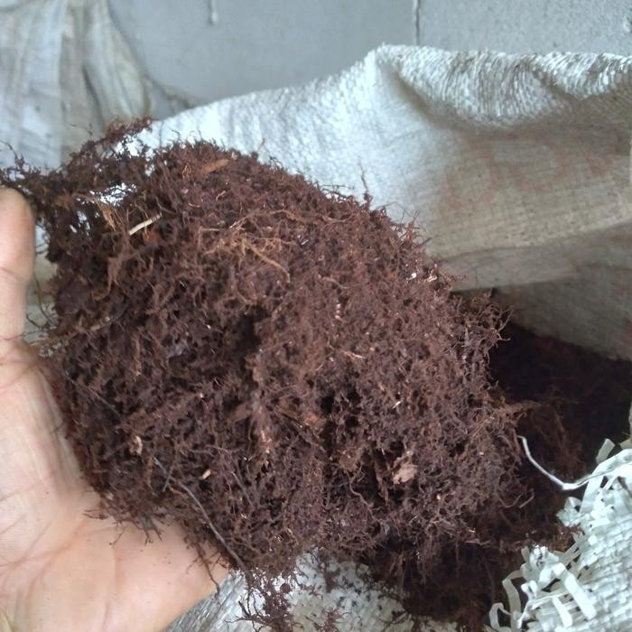 promo proko jual murah moss hitam akar kadaka ready