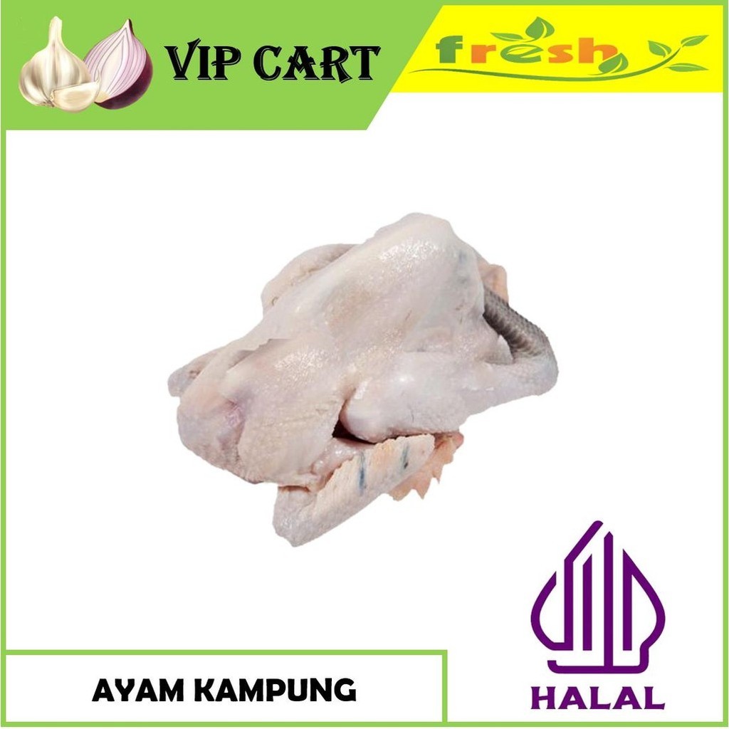 

AYAM KAMPUNG FRESH LANGSUNG POTONG - AYAM SEGAR