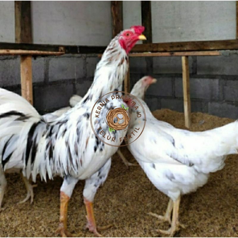 

TELUR AYAM SENSI PS BALITBANG UNTUK DI TETASKAN KURNIA PRATAMA ID