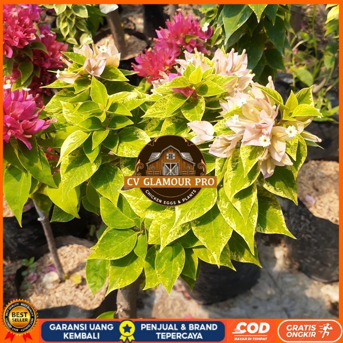 TANAMAN HIAS BOUGENVILLE 2-3 WARNA BATANG BESAR SUDAH BERBUNGA CANTIK Bibit Tanaman Super Unggul CV 