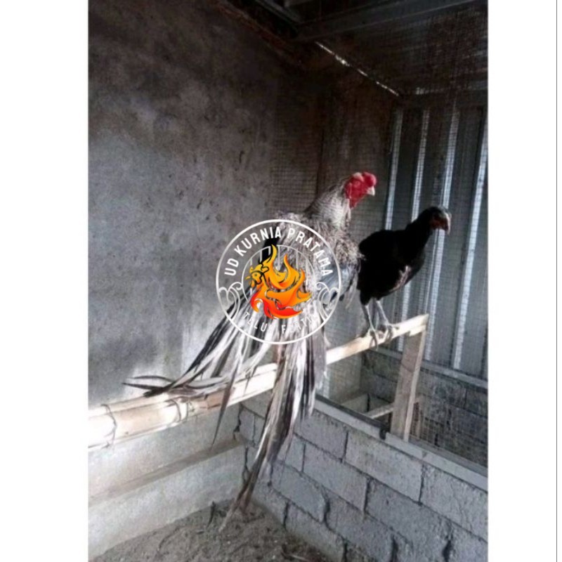 

Telor Ayam Bangkok Ekor Lidi Telur Ayam Hias Fertil hanya untuk ditetaskan UD KURNIA PRATAMA