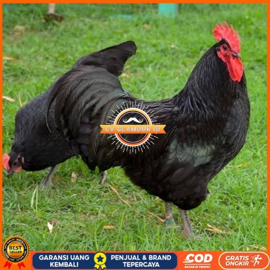 

Telur ayam black australorp / telur ayam hias / telur fertil siapkirim CV GLAMOUR ID