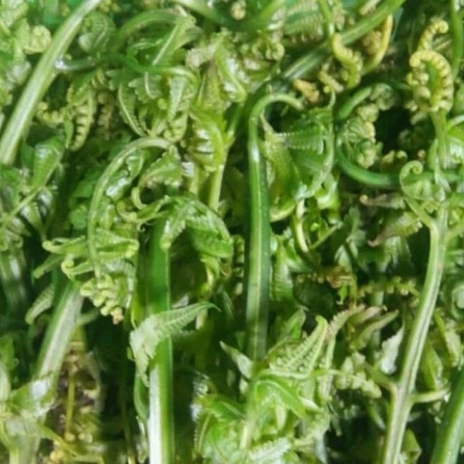 Bibit Pakis Sayur pilihan, bibit sayuran organik pilihan