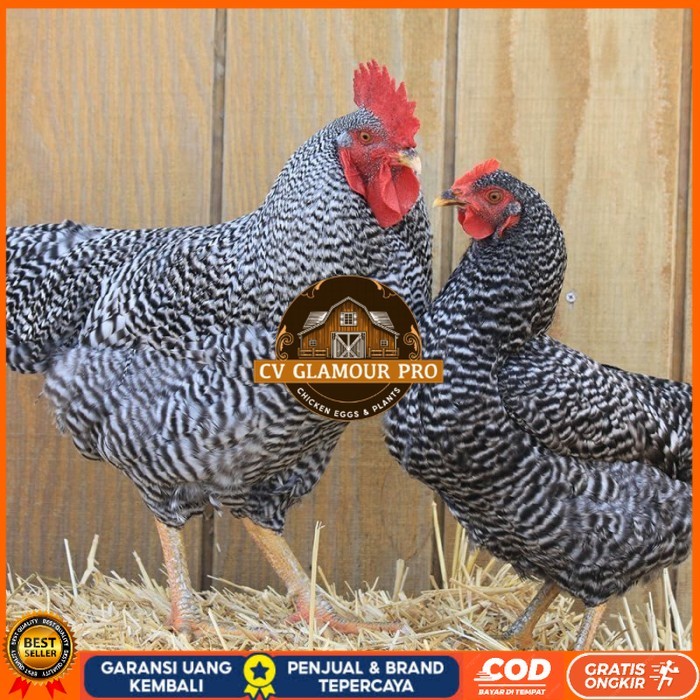 

Telur ayam hias barred rock fertil asli siap ditetaskan - barred-rock CV GLAMOUR PRO