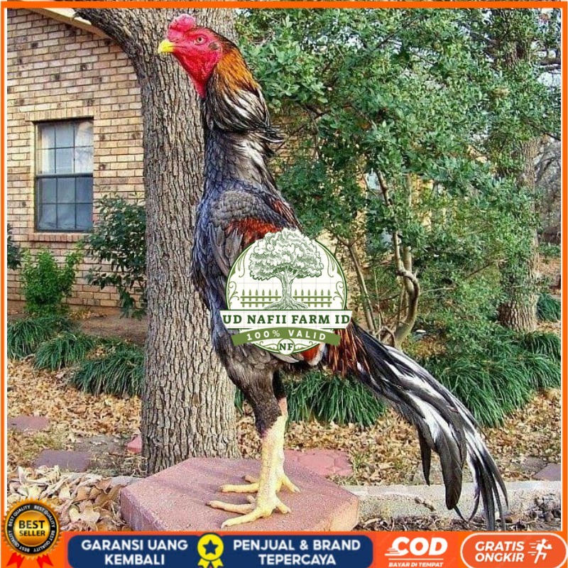 

OSHAMO EROPA FERTIL FRESH UD NAFII FARM ID