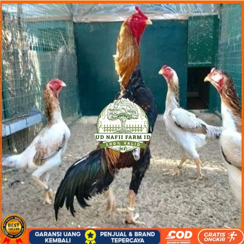 

TELUR AYAM SHAMO EROPA PURE LINE UNTUK DI TETASKAN UD NAFII FARM ID
