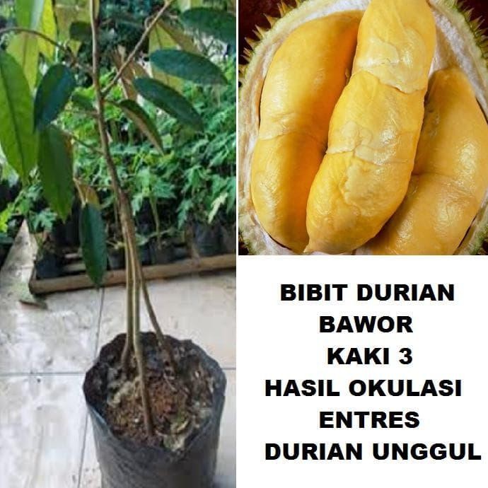 Bibit Tanaman Pohon Durian Bawor Kaki 3 Bibit Duren Hasil Okulasi