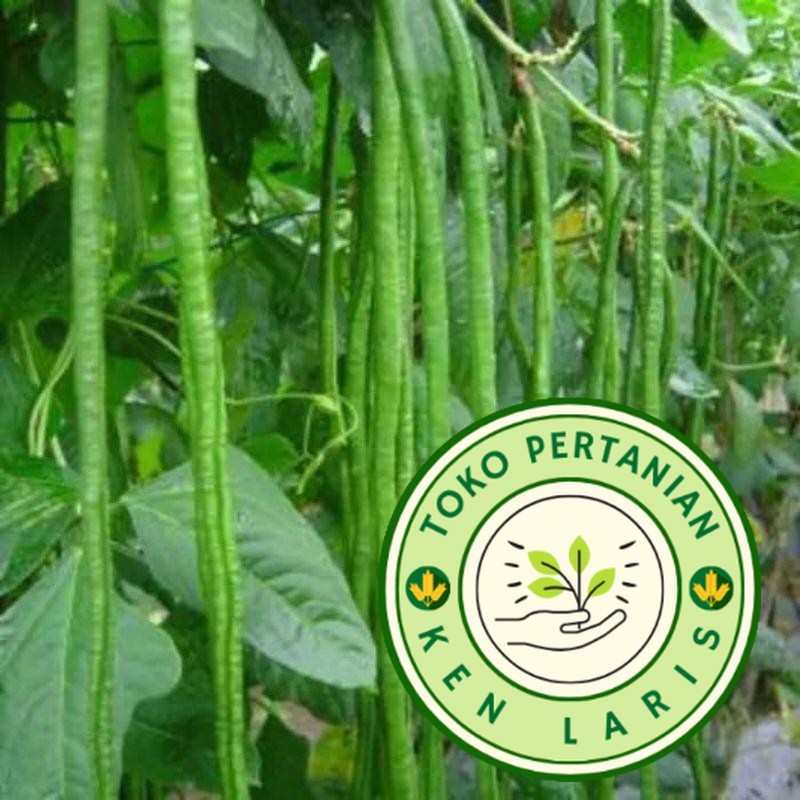 TERMURAH 150 BENIH BIJI KACANG PANJANG HIJAU NUGEN LIBRA