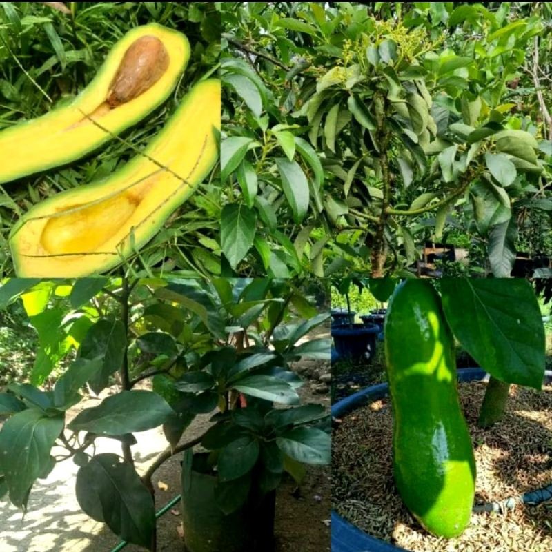 Bibit Alpukat Subang Atau Alpukat Kelud Super