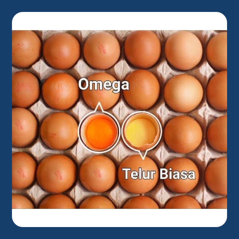

Promo Telur Ayam Omega 3 Asli Fresh Grade A Premium Quality (30 butir)