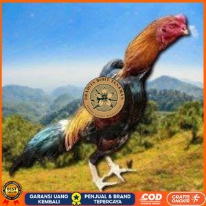 

telur ayam shamo eropa ori bisa untuk di tetaskan super garansi PRADITA BIBIT TANAMAN