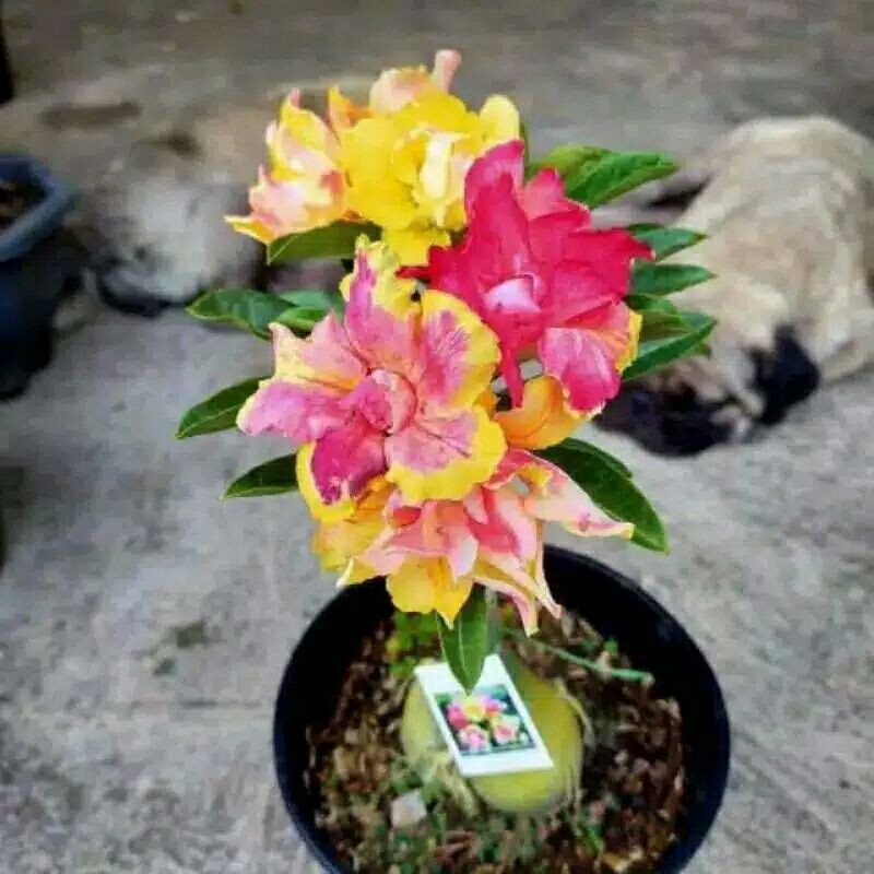 Tanaman Hias Adenium Bunga Tumpuk 3 Warna Cantik