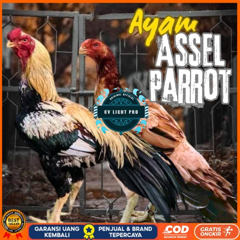 

telur ayam assel Parrot ori bisa untuk di tetaskan CV LIGHT PRO