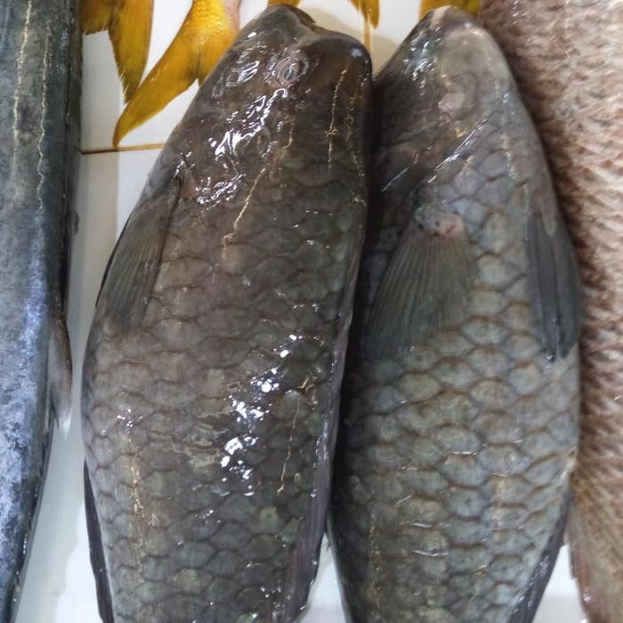 

Ikan Napoleon Hitam 1 kg
