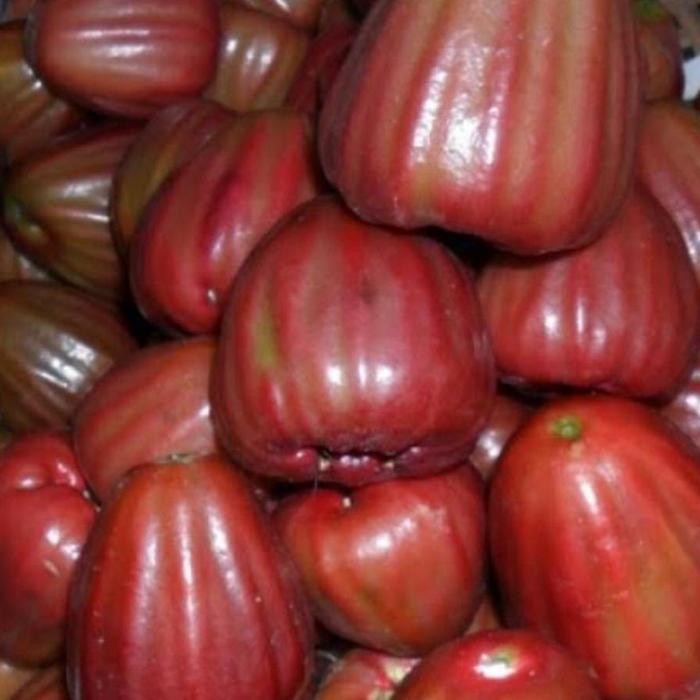 

Jambu King Rose 500gr