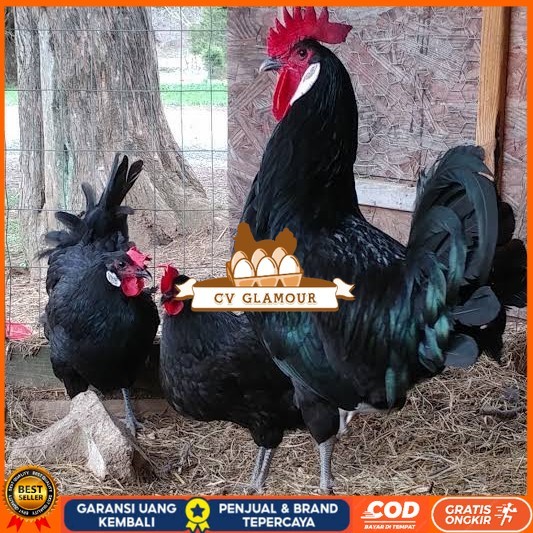 

Telur ayam white face spanish / telur ayam hias fertil siap kirim CV GLAMOUR