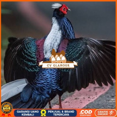 

Telur ayam hias ringneck swinhoe pheasant fertil asli CV GLAMOUR