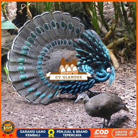 

Telur ayam hias ringneck palawan pheasant fertil siap ditetaskan Langsung CV GLAMOUR