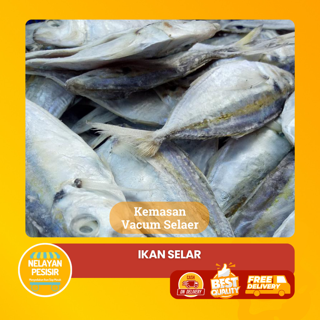 

Ikan Segar Selar Kuning Hasil Laut Premium Bisa COD