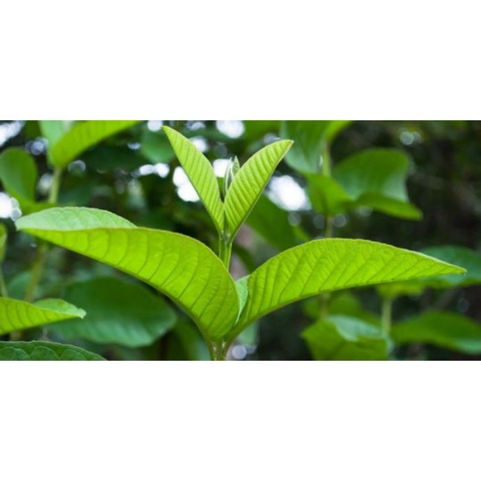 

COD Daun jambu biji segar 100 gram fresh Terlaris .