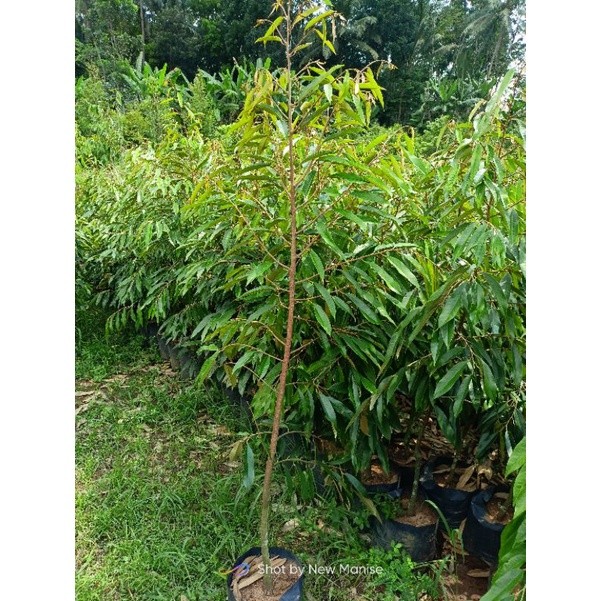 JAMIN MURAH Bibit Durian Bawor Superan (GRATIS PACKING KAYU)(BISA LANGSUNG ORDER)