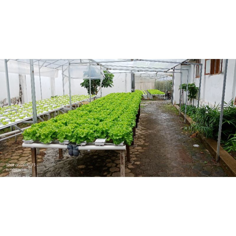 JAMIN MURAH Benih Selada RZ Jonction RZ Junction 100 Butir / Pills Bibit Selada RZ Flo Hidroponik(BI