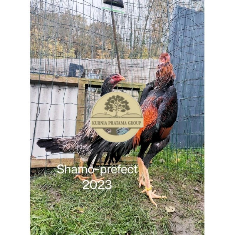 

Shamo Perfeck terlaris 100% KURNIA PRATAMA GROUP