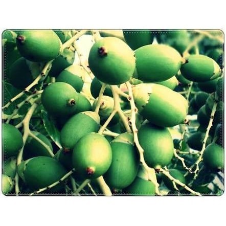 

Ready stok buah pinang ceming Ready stok BUAH PINANG MUDA TUA/JAMBE HERBAL - muda 1kg - muda 500gr