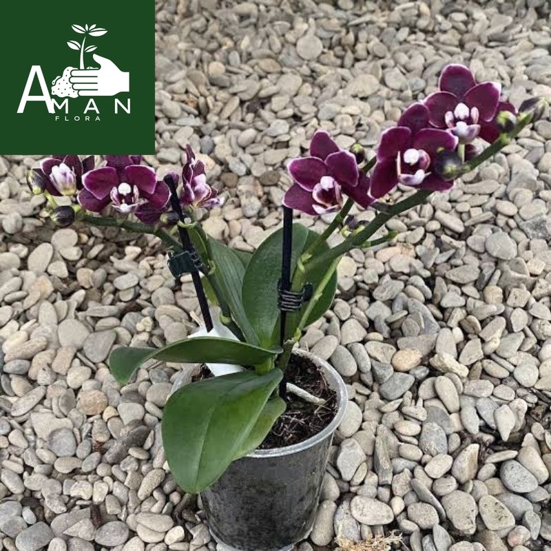 # ( BISA COD ) Tanaman Hias Anggrek Bulan HITAM PAPUA SIZE JUMBO PASCA BUNGA / Tanaman Hidup Anggrek