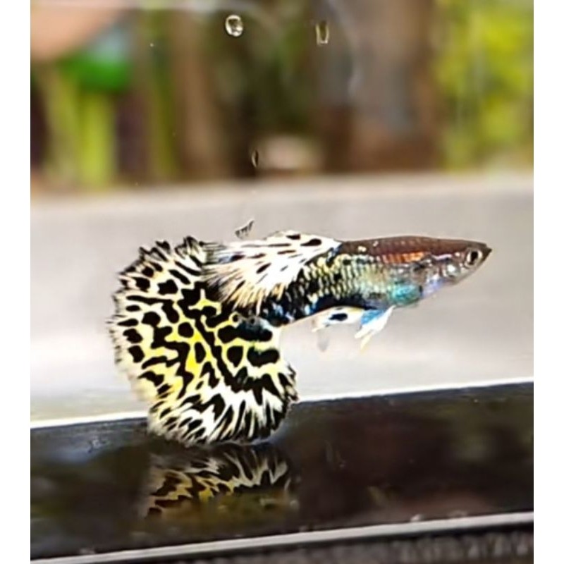 AKSESORIS AQUARIUM SEPASANG GUPPY PLATINUM LEOPARD