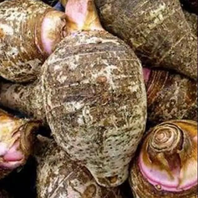 

Sahabatalam umbi lompong/talas ungu/talas kimpul