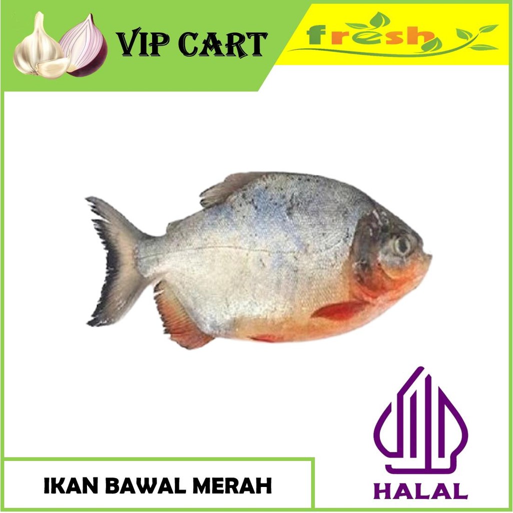 

IKAN BAWAL MERAH - IKAN SEGAR