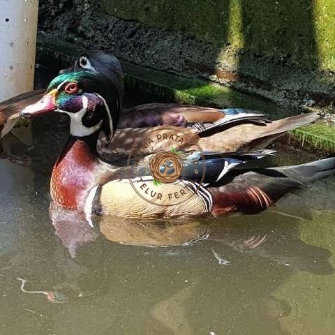 

Telur bebek hias caroline duck fertil untuk ditetaskan Langsung KURNIA PRATAMA ID