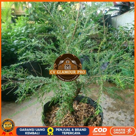 Bibit Tanaman Cucur Atap Langka/ Tanaman Obat Ujung Atap Bibit Tanaman Super Unggul CV GLAMOUR PRO