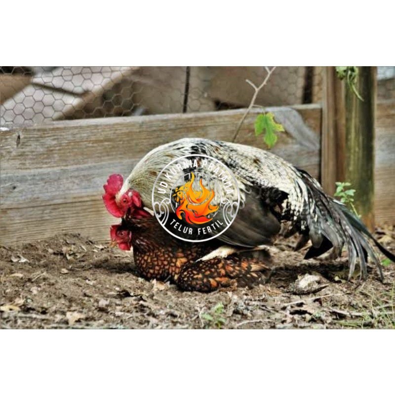 

TELUR AYAM AK LAYER PETELUR UNTUK DI TETASKAN UD KURNIA PRATAMA