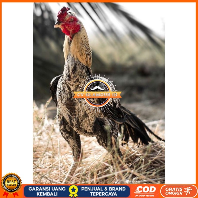 

PAMA NINJA TELUR FRESH PROMO FERTIL CV GLAMOUR ID