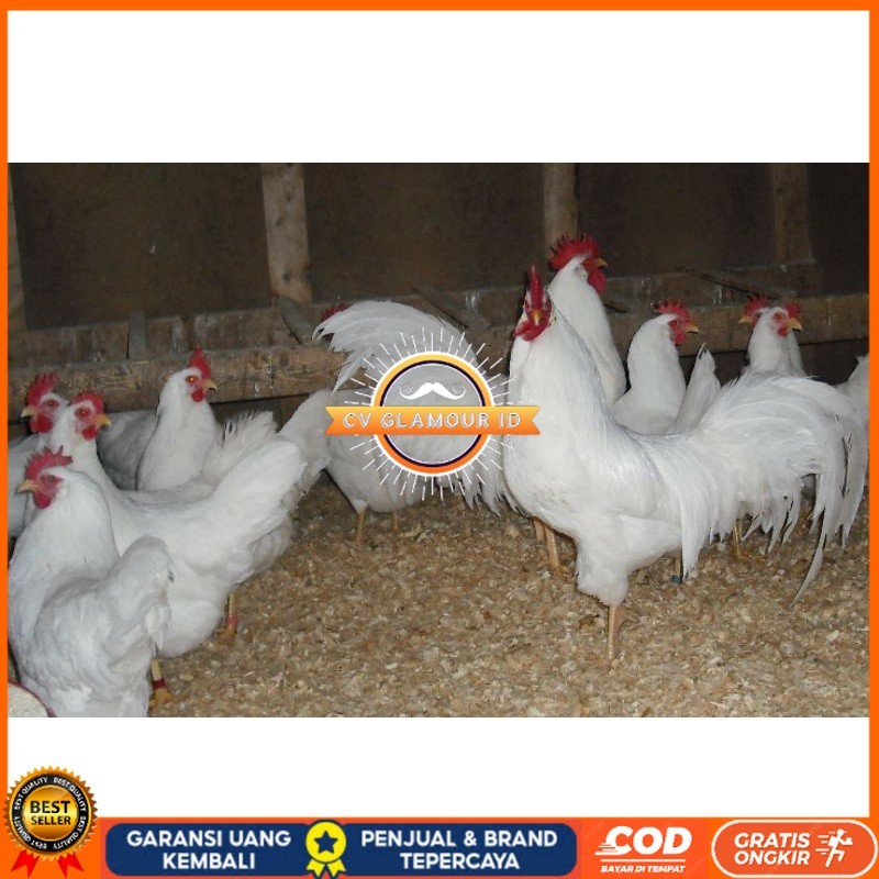 

TELUR AYAM PETELUR WHITE LEGHORN PURE LINE UNTUK DI TETASKAN CV GLAMOUR ID