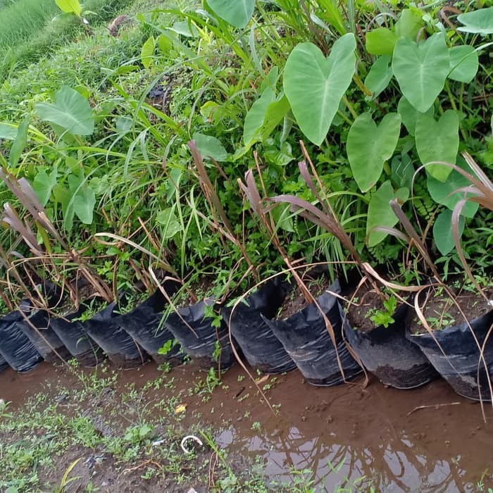 OHI Bibit Pohon Tebu Ireng atau Tebu Hitam Original 20-40cm