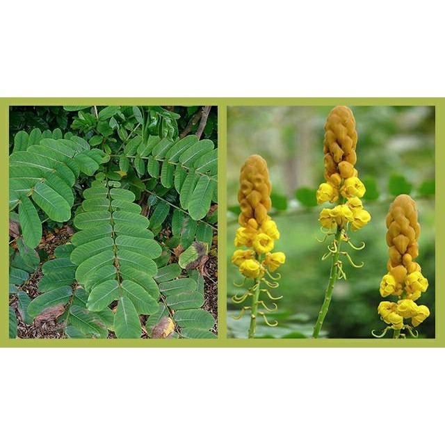 

OHI Daun ketepeng cina atau kimanila segar 100gram siap petik dari pohon