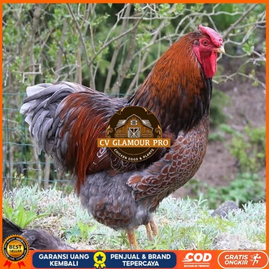 

Telur ayam bantam chocin / telur ayam hias / telur fertil siap kirim CV GLAMOUR PRO